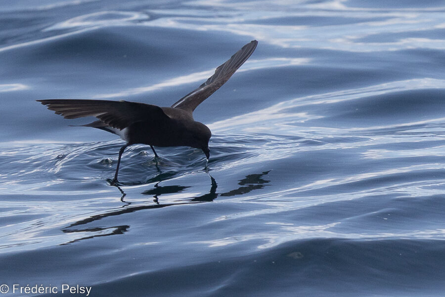 Wilson's Storm Petrel