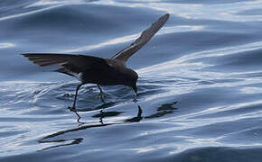 Wilson's Storm Petrel