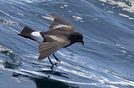 Wilson's Storm Petrel