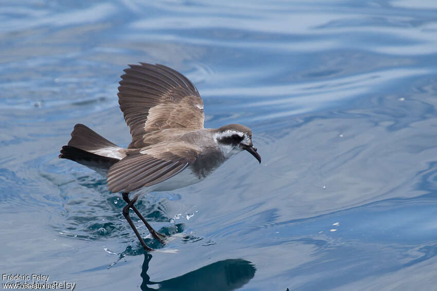 White-faced Storm Petreladult, identification