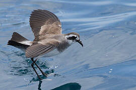 White-faced Storm Petrel