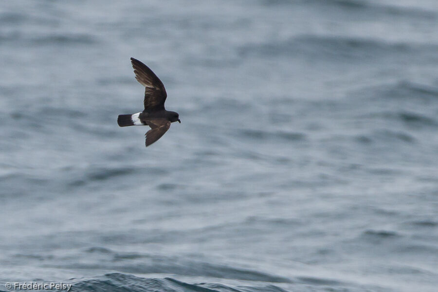 European Storm Petrel, Flight