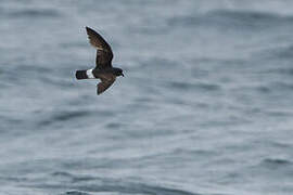 European Storm Petrel