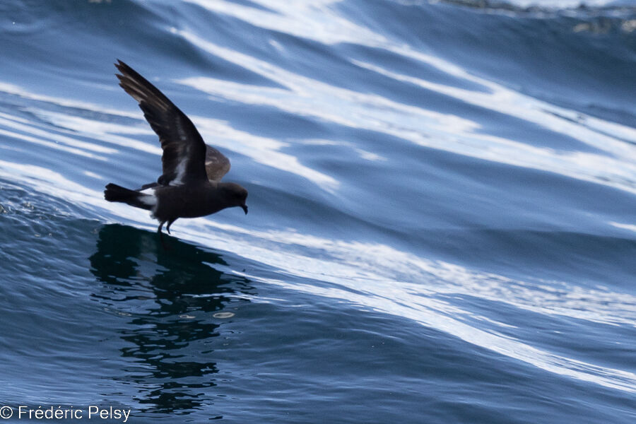 European Storm Petrel