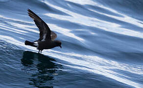 European Storm Petrel