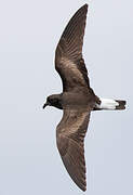 Wedge-rumped Storm Petrel