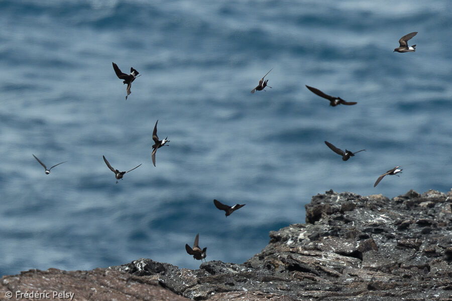 Wedge-rumped Storm Petrel, colonial reprod.