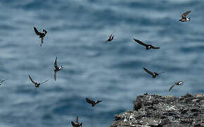 Wedge-rumped Storm Petrel