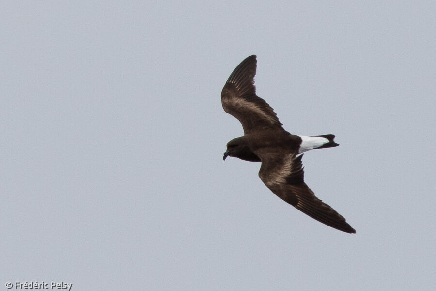 Wedge-rumped Storm Petrel, Flight