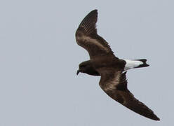 Wedge-rumped Storm Petrel