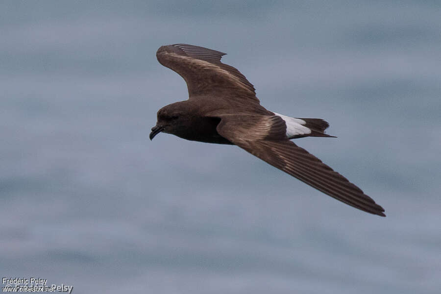 Wedge-rumped Storm Petreladult, identification