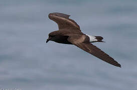 Wedge-rumped Storm Petrel