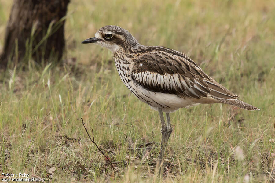 Bush Stone-curlewadult, identification