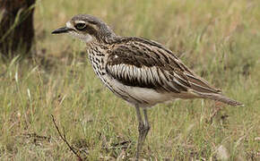 Bush Stone-curlew