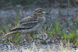 Eurasian Stone-curlew