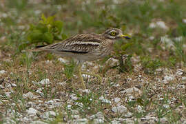 Eurasian Stone-curlew