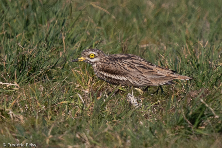 Eurasian Stone-curlew