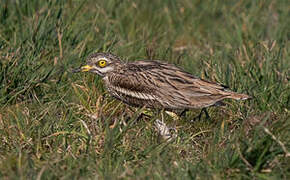 Eurasian Stone-curlew