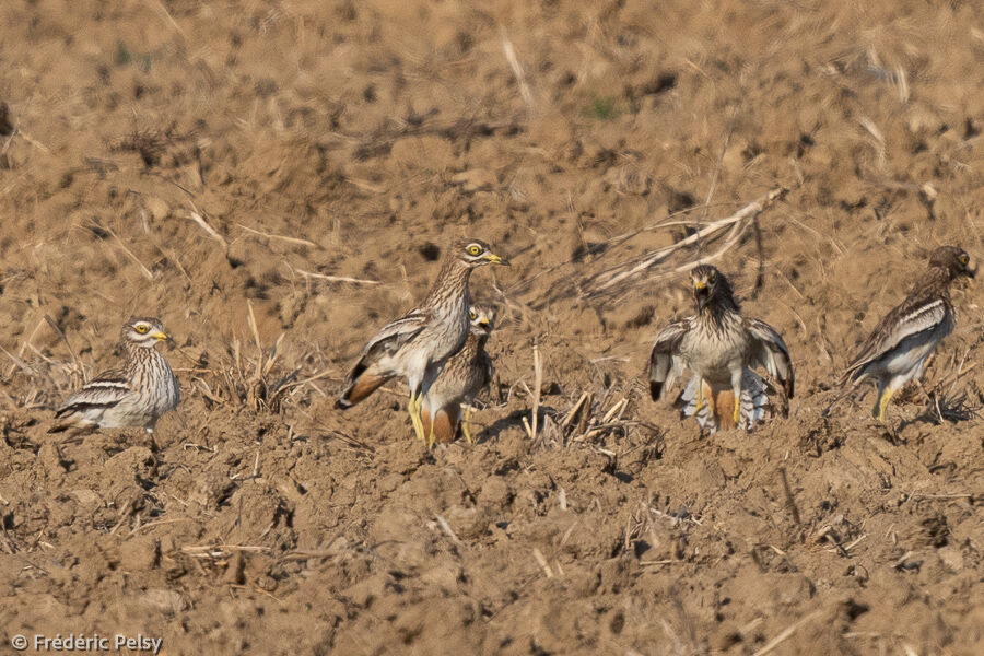 Oedicnème criard, r. coloniale