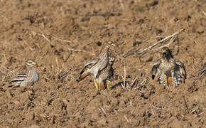 Eurasian Stone-curlew