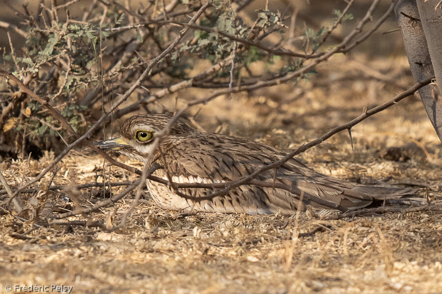 Indian Stone-curlew