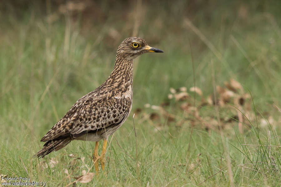 OEdicnème tachardadulte, identification