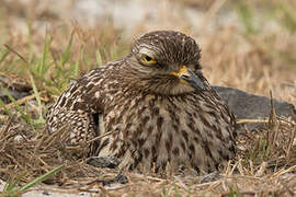 Spotted Thick-knee