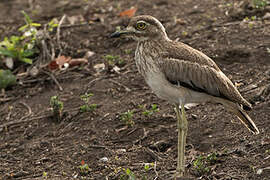 Water Thick-knee