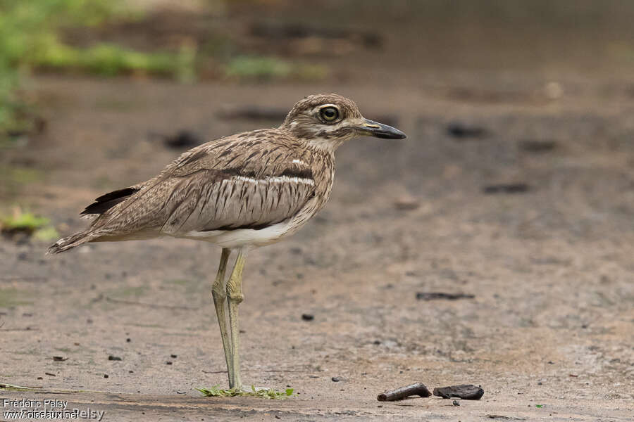 OEdicnème vermiculéadulte, identification