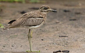 Water Thick-knee