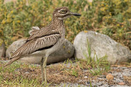 Water Thick-knee