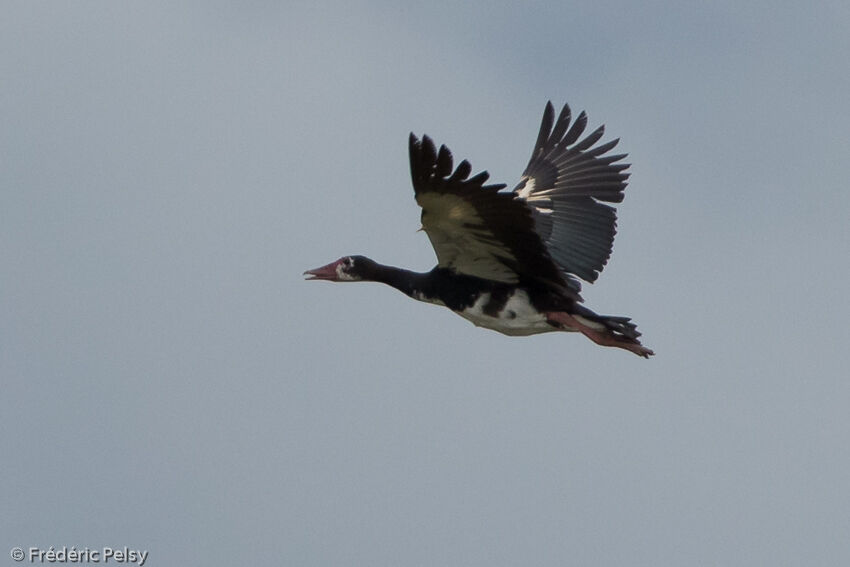 Spur-winged Goose