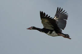 Spur-winged Goose