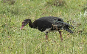 Spur-winged Goose