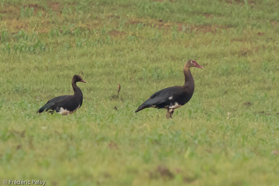 Spur-winged Gooseimmature