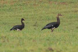 Spur-winged Goose