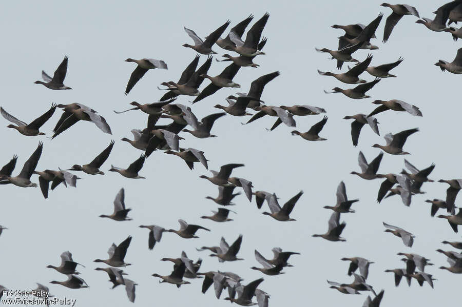 Pink-footed Goose, Flight