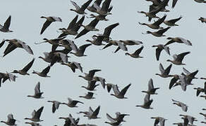 Pink-footed Goose