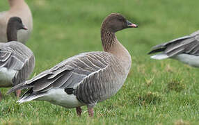 Pink-footed Goose