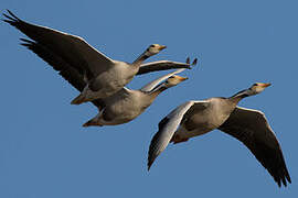 Bar-headed Goose