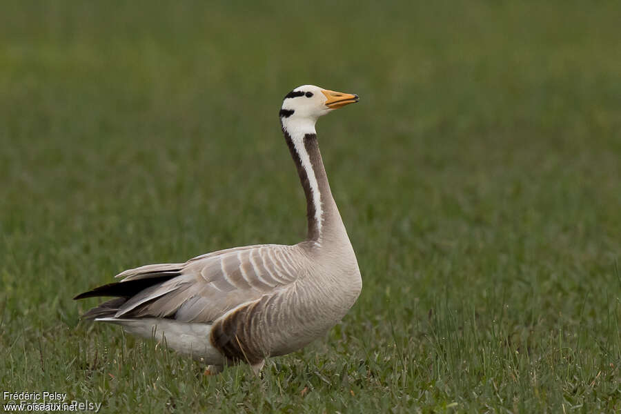 Bar-headed Gooseadult, habitat, pigmentation