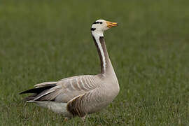 Bar-headed Goose