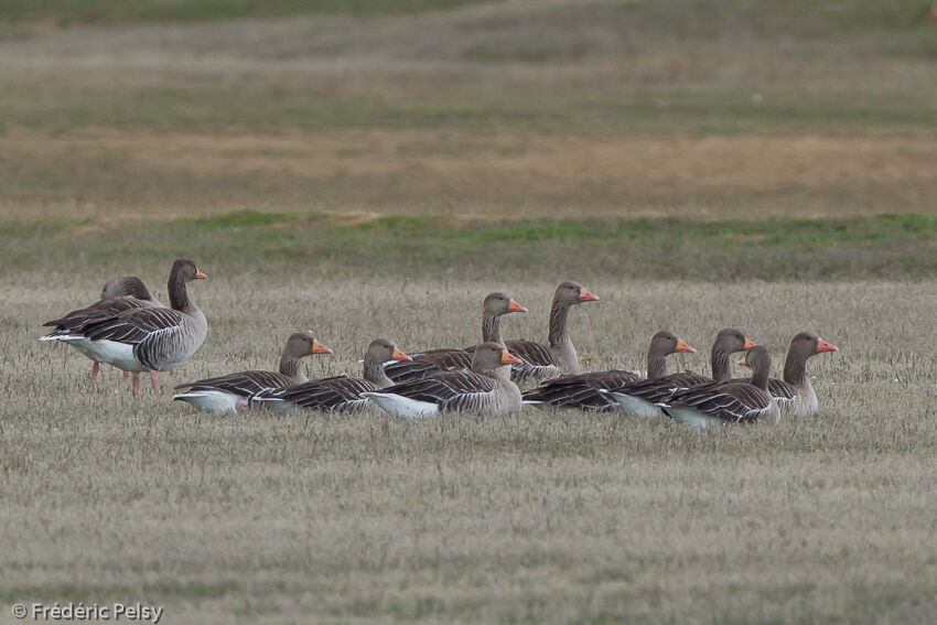 Greylag Goose