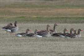 Greylag Goose