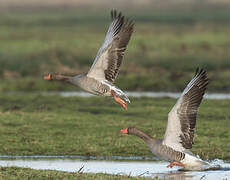 Greylag Goose