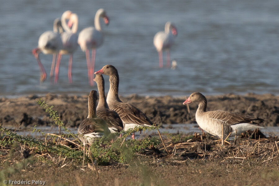 Greylag Goose