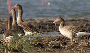 Greylag Goose