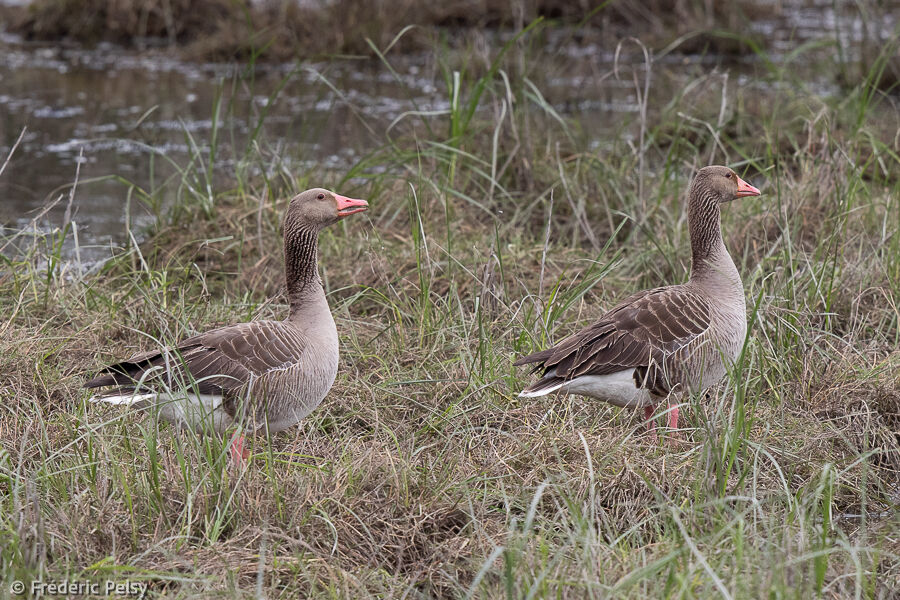 Greylag Goose