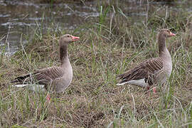 Greylag Goose