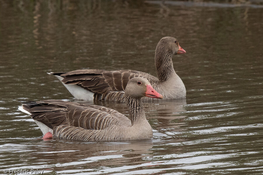 Greylag Goose